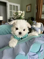 GABRIELLE, JR, a male Maltese for sale in Winter Haven, FL – 7 of 10