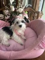 DAISY, a female Morkie for sale in Winter Haven, FL – 2 of 10