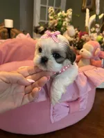 HAZEL, a female Shih Tzu for sale in Winter Haven, FL – 7 of 8