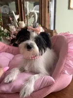 BIANCA, a female Morkie for sale in Winter Haven, FL – 8 of 10
