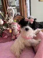 SASHA, a female Morkie for sale in Winter Haven, FL – 7 of 10