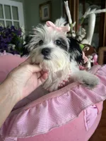 DAISY, a female Morkie for sale in Winter Haven, FL – 8 of 10