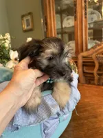 TEDDY, a male Morkie for sale in Winter Haven, FL – Photo 9 of 10