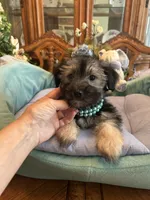 TEDDY, a male Morkie for sale in Winter Haven, FL – Photo 4 of 10
