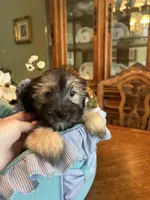 TEDDY, a male Morkie for sale in Winter Haven, FL – Photo 2 of 10