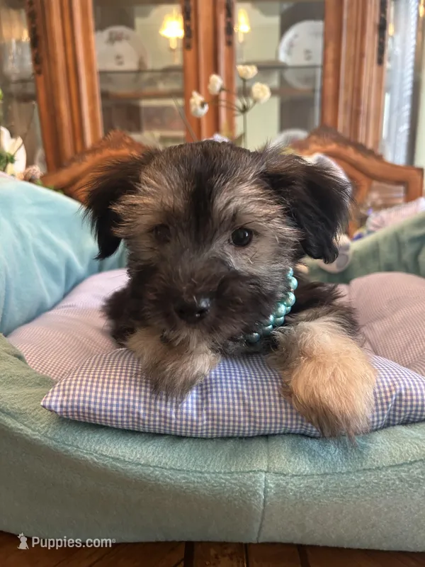 TEDDY – Morkie puppy for sale in Winter Haven, FL