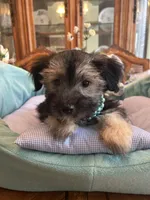 TEDDY, a male Morkie for sale in Winter Haven, FL – Photo 1 of 10