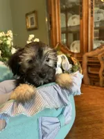 TEDDY, a male Morkie for sale in Winter Haven, FL – Photo 7 of 10