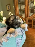 TEDDY, a male Morkie for sale in Winter Haven, FL – Photo 8 of 10