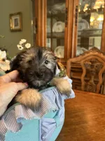 TEDDY, a male Morkie for sale in Winter Haven, FL – Photo 5 of 10