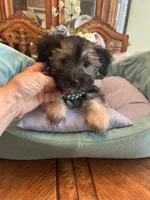 TEDDY, a male Morkie for sale in Winter Haven, FL – Photo 6 of 10