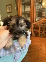 TEDDY, a male Morkie for sale in Winter Haven, FL – Photo 10 of 10