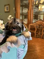 TEDDY, a male Morkie for sale in Winter Haven, FL – Photo 3 of 10