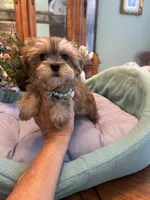 JASPER, a male Morkie for sale in Winter Haven, FL – 4 of 8