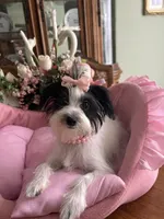 BIANCA, a female Morkie for sale in Winter Haven, FL – 10 of 10