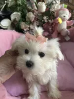 SOPHIE, a female Maltese for sale in Winter Haven, FL – 6 of 10