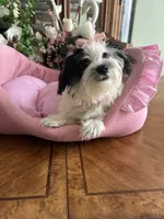 BELLA, a female Morkie for sale in Winter Haven, FL – 10 of 10