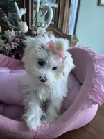 ANNIE, a female Maltese for sale in Winter Haven, FL – 10 of 10