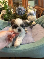 HARLEY, a male Shih Tzu for sale in Winter Haven, FL – 8 of 10