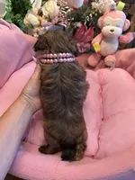 JASMINE, a female Shih Tzu for sale in Winter Haven, FL – 9 of 10