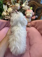 ANGELICA, a female Maltese for sale in Winter Haven, FL – 9 of 9