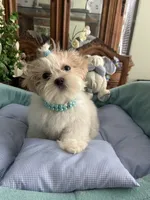 ARCHIE, a male Shih Tzu for sale in Winter Haven, FL – 3 of 10