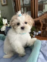 ARCHIE, a male Shih Tzu for sale in Winter Haven, FL – 2 of 10