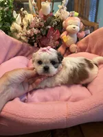 HAZEL, a female Shih Tzu for sale in Winter Haven, FL – 5 of 8