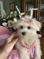 SOPHIE, a female Maltese for sale in Winter Haven, FL – 10 of 10