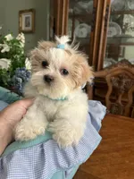 ARCHIE, a male Shih Tzu for sale in Winter Haven, FL – 7 of 10