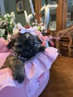 JASMINE, a female Shih Tzu for sale in Winter Haven, FL – 6 of 10