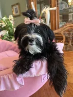 MIA, a female Morkie for sale in Winter Haven, FL – 8 of 10