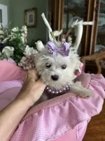T - CUP JINNY, a female Morkie for sale in Winter Haven, FL – 5 of 10