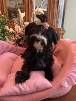MIA, a female Morkie for sale in Winter Haven, FL – 5 of 10