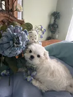 NICO, a male Maltese for sale in Winter Haven, FL – 10 of 10