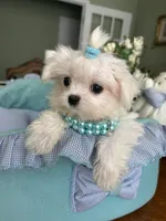 TINY VALENTINO, a male Maltese for sale in Winter Haven, FL – 2 of 8