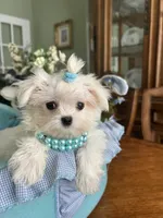 TINY VALENTINO, a male Maltese for sale in Winter Haven, FL – 7 of 8