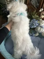 GORGEOUS MAXWELL!, a male Maltese for sale in Winter Haven, FL – 8 of 10