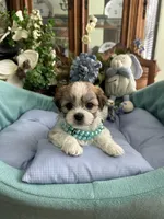 OLLIE, a male Mal Shi for sale in Winter Haven, FL – 9 of 10