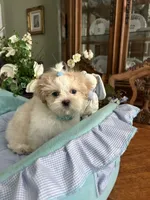 ARCHIE, a male Shih Tzu for sale in Winter Haven, FL – 6 of 10