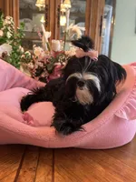 MIA, a female Morkie for sale in Winter Haven, FL – 2 of 10