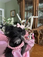 LUCY, a female Morkie for sale in Winter Haven, FL – 4 of 10