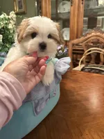 GUCCI, a male Morkie for sale in Winter Haven, FL – 2 of 10