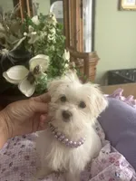 JASPER, a male Morkie for sale in Winter Haven, FL – 9 of 10