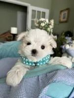 GABRIELLE, JR, a male Maltese for sale in Winter Haven, FL – 6 of 10