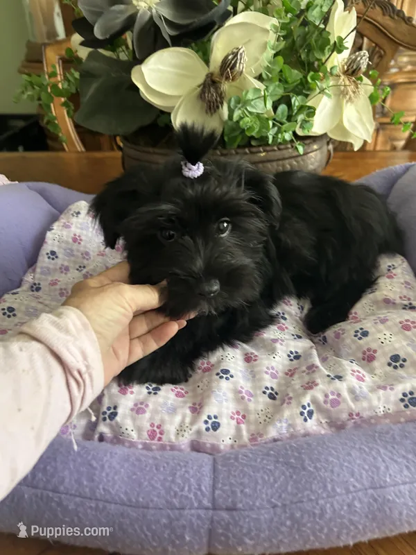 BLACK BEAUTY – Morkie puppy for sale in Winter Haven, FL
