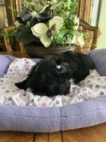 BLACK BEAUTY, a male Morkie for sale in Winter Haven, FL – Photo 8 of 9