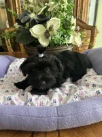 BLACK BEAUTY, a male Morkie for sale in Winter Haven, FL – Photo 7 of 9