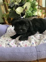 BLACK BEAUTY, a male Morkie for sale in Winter Haven, FL – Photo 4 of 9