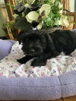 BLACK BEAUTY, a male Morkie for sale in Winter Haven, FL – Photo 5 of 9